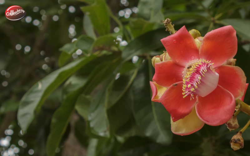 Robusta-Natural-va-noi-oan-re-tien (3)